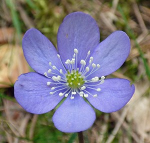 The endemic Hepatica flower - Hepatica nobilis © John Muddeman